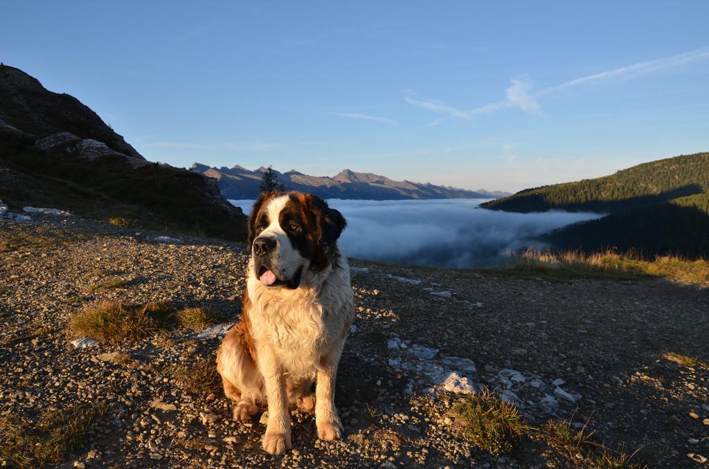Rifugio Capanna Passo Valles Falcade Bagian luar foto